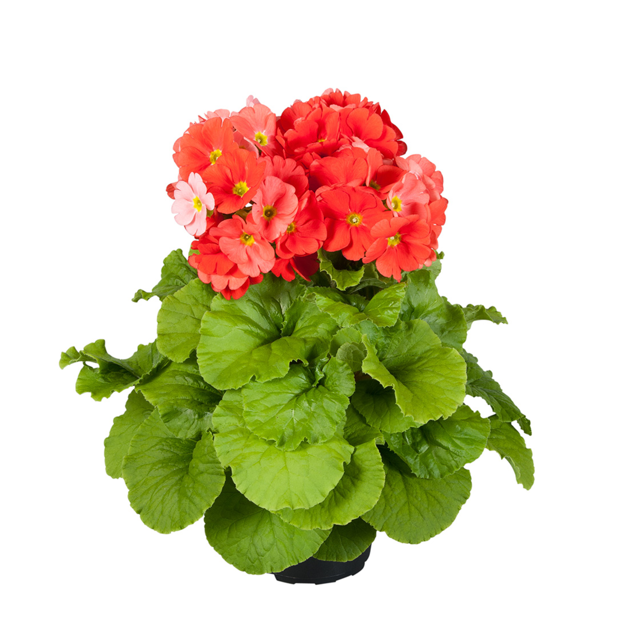 dark-orange-1753251377.webp