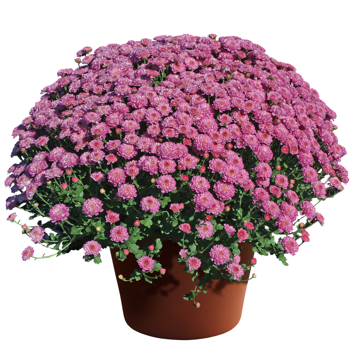 dark-pink-2673726276.webp