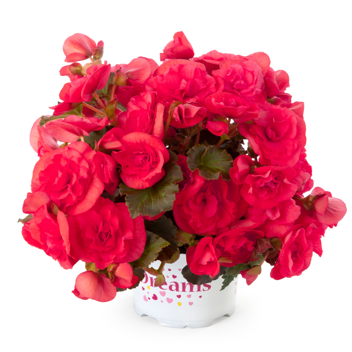 dark-pink-920208948.webp