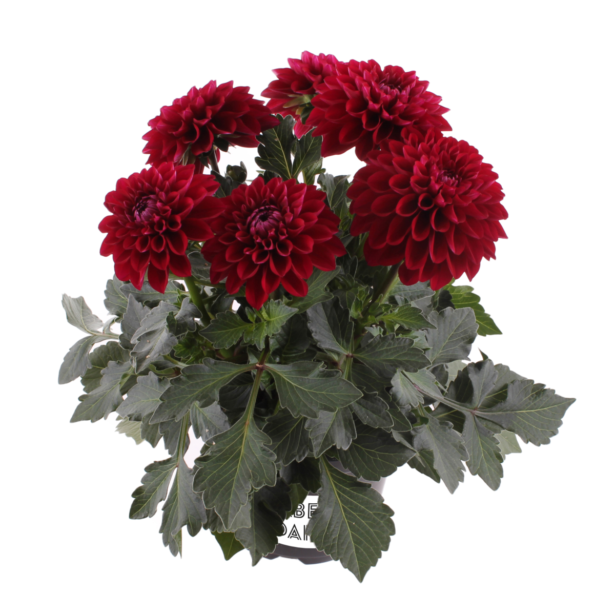 dark-red-1175213828.webp
