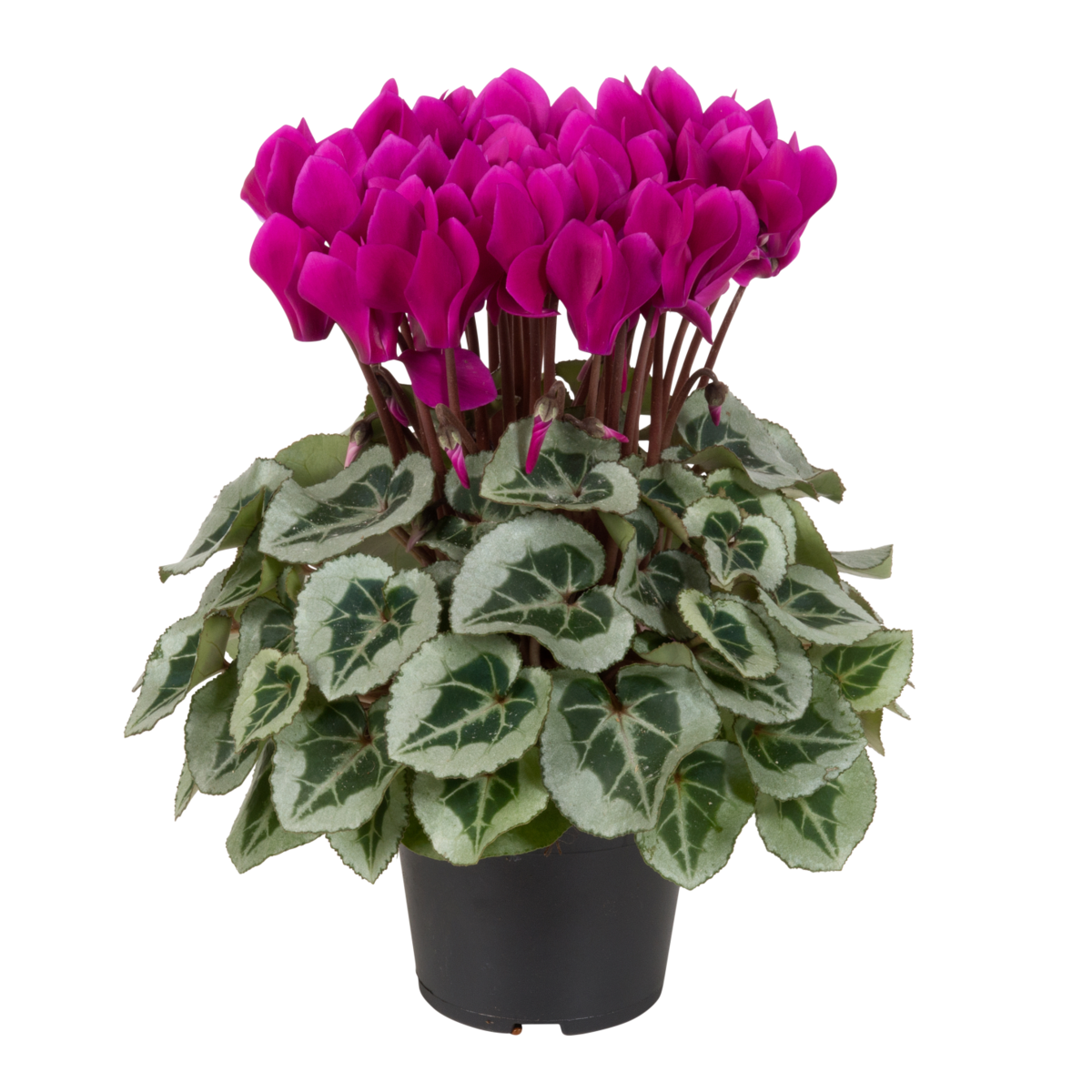 dark-violet-1089395695.webp
