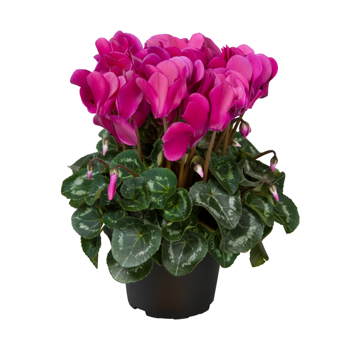 dark-violet-1092339100.webp