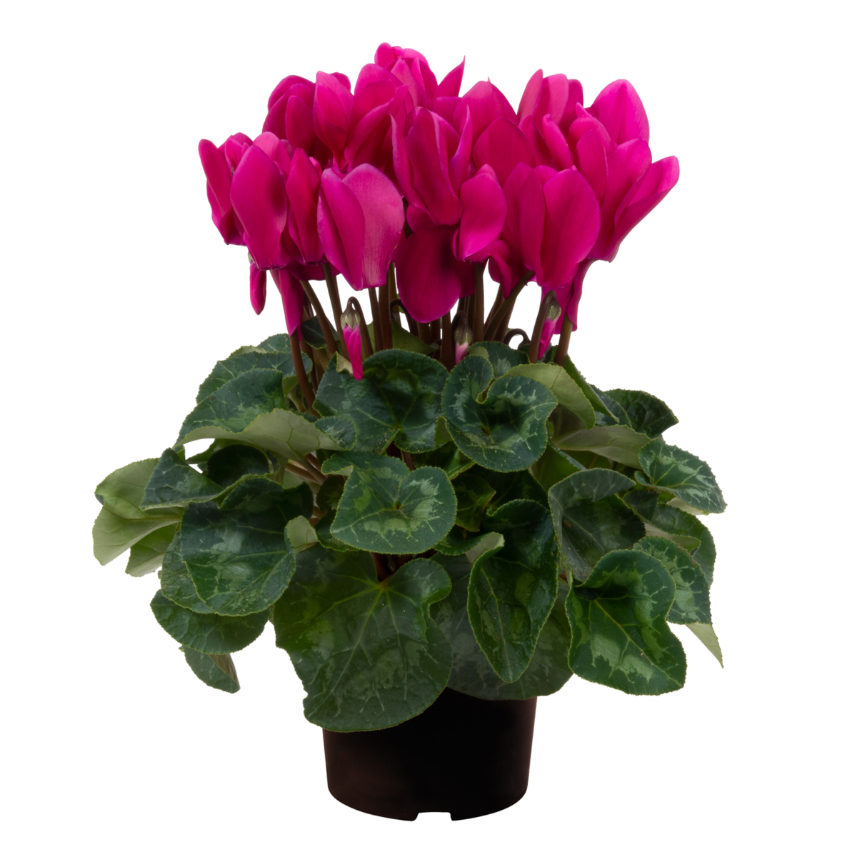 dark-violet-2100552094.webp