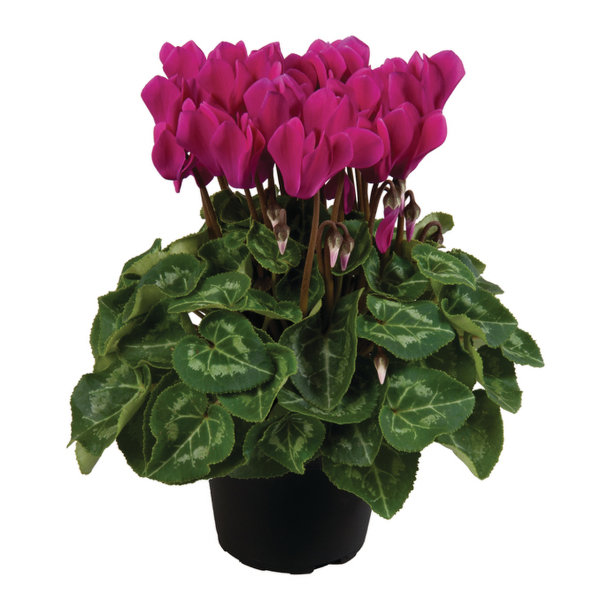 dark-violet-2441445429.webp