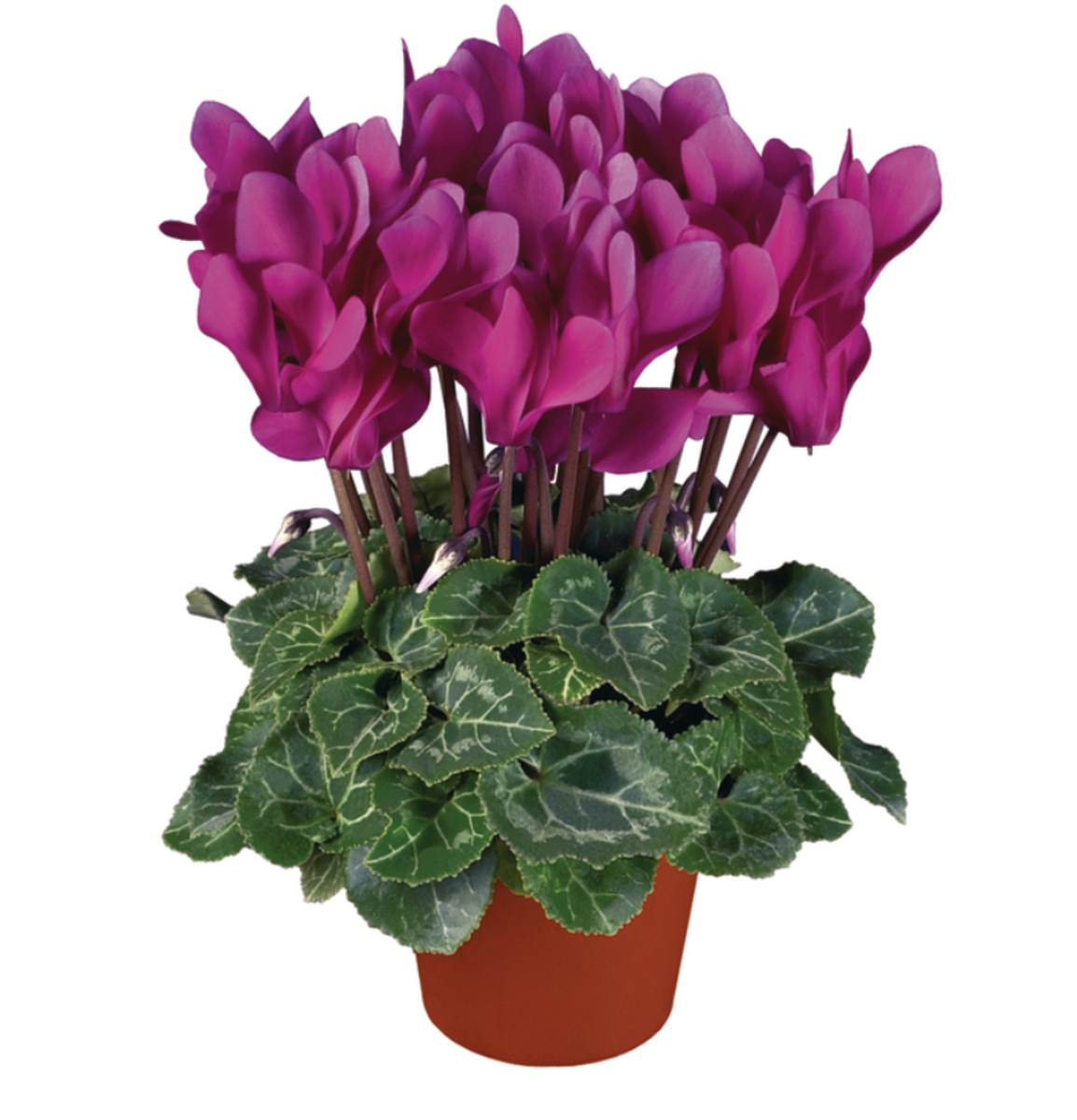dark-violet-2545215374.webp