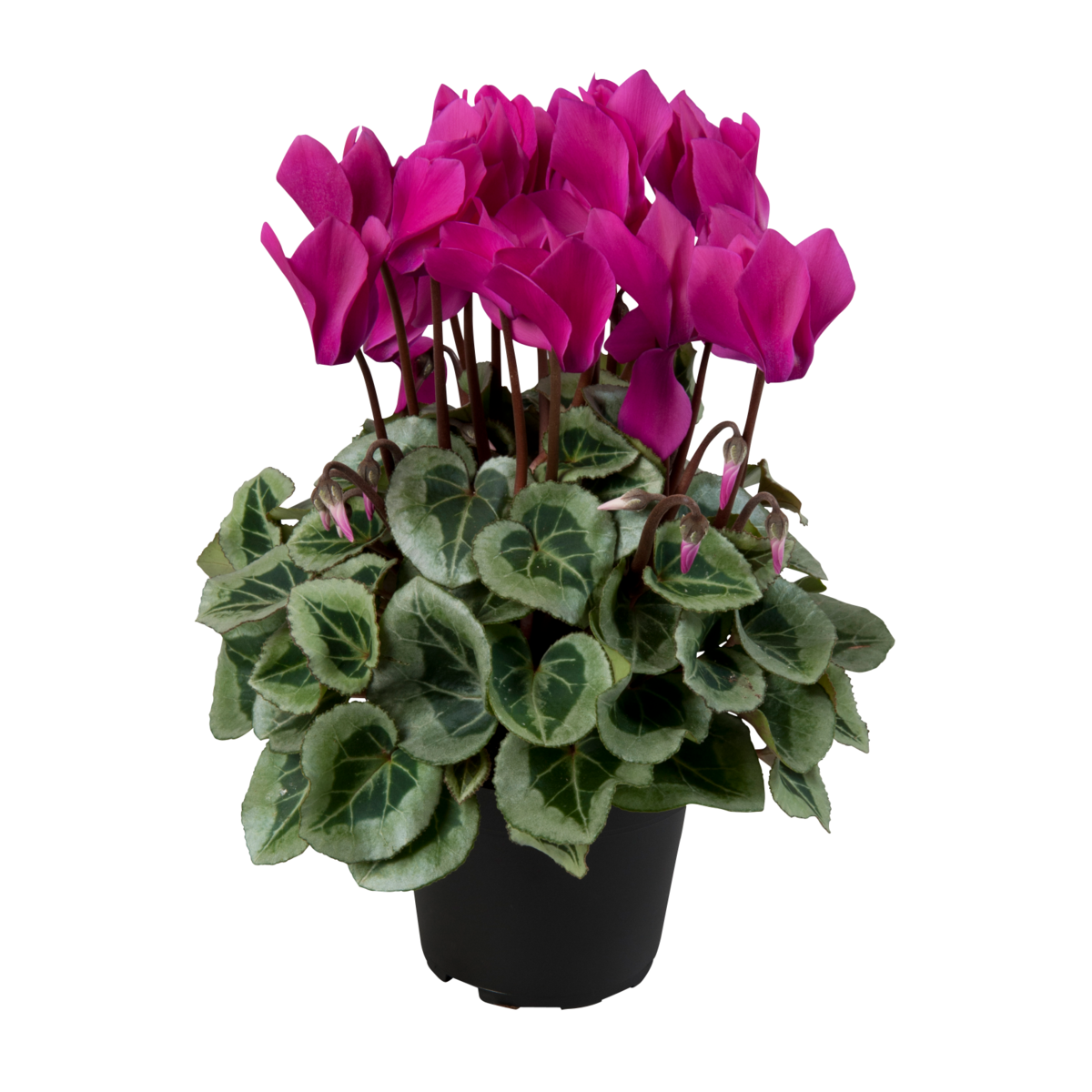 dark-violet-3347017883.webp