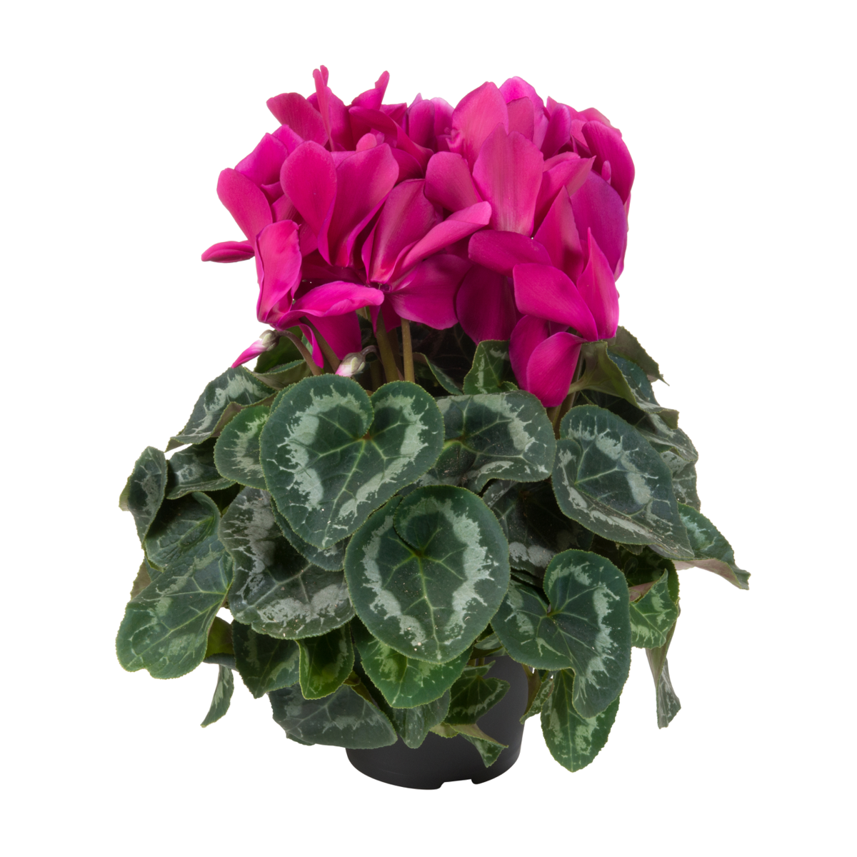 dark-violet-3762495386.webp