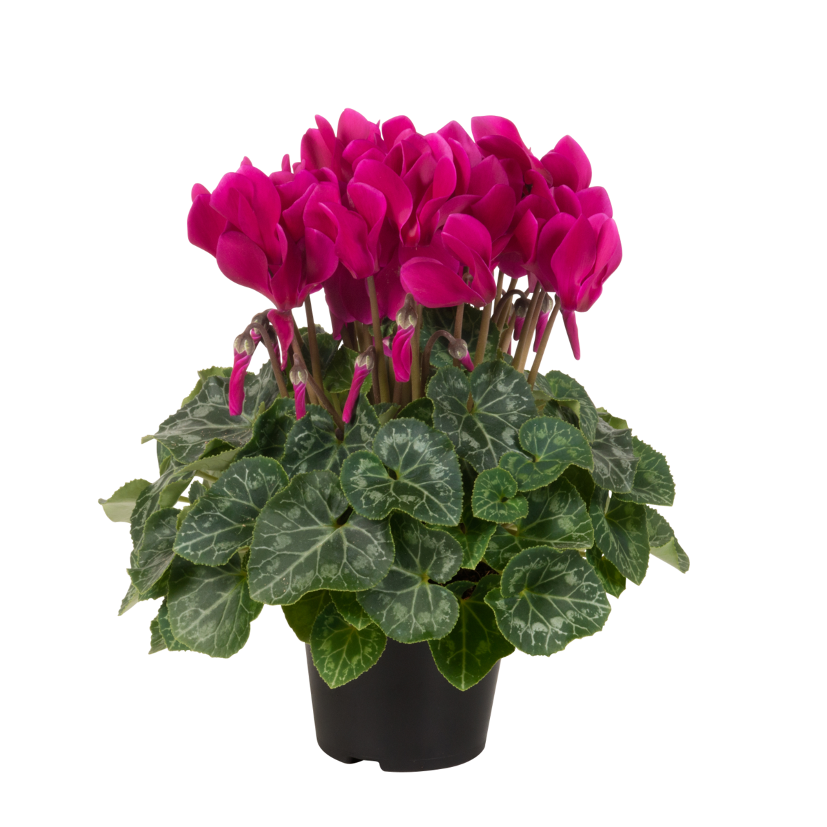 dark-violet-3926331125.webp