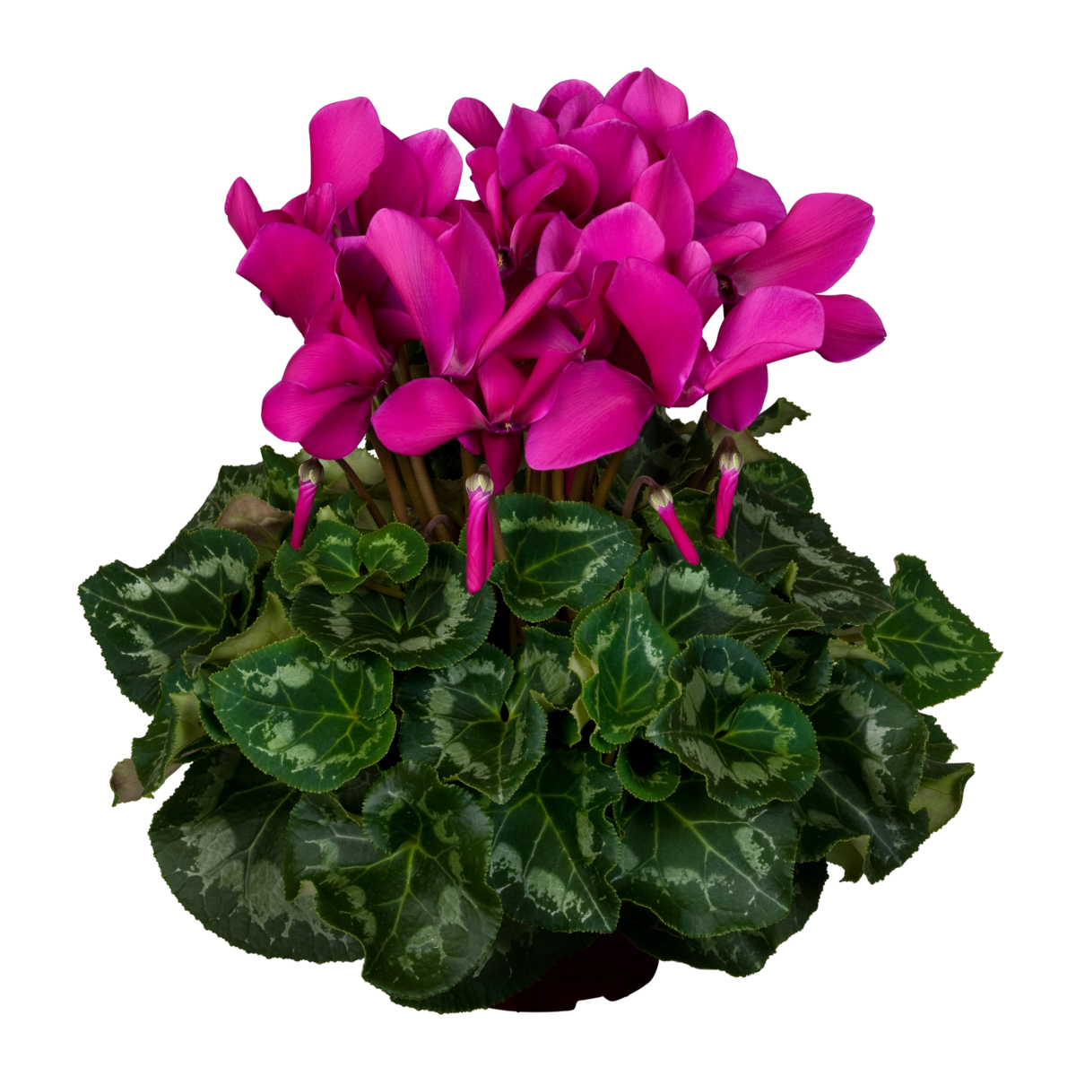 dark-violet-nextgen-3767915158.webp