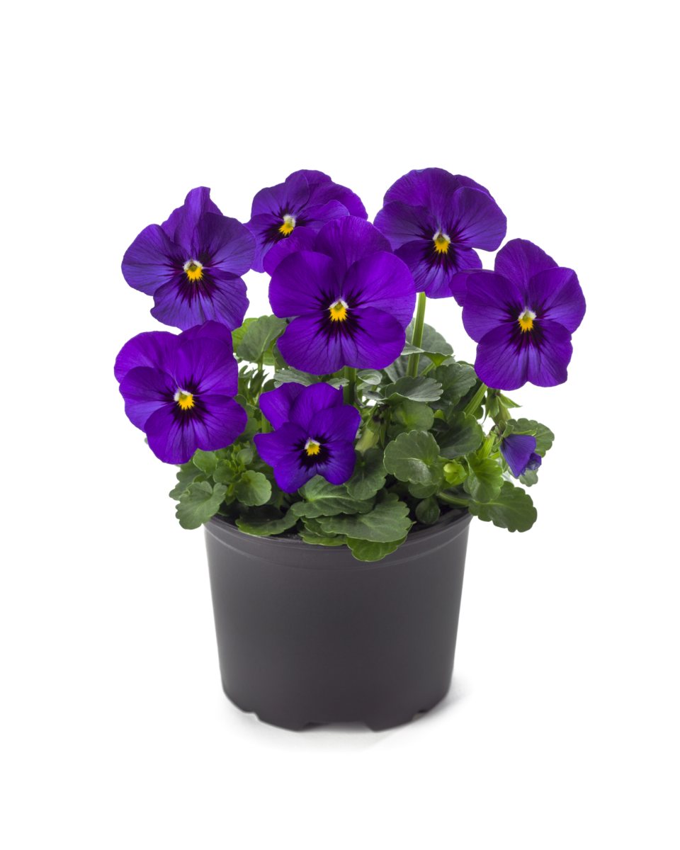 deep-blue-3596710393.webp