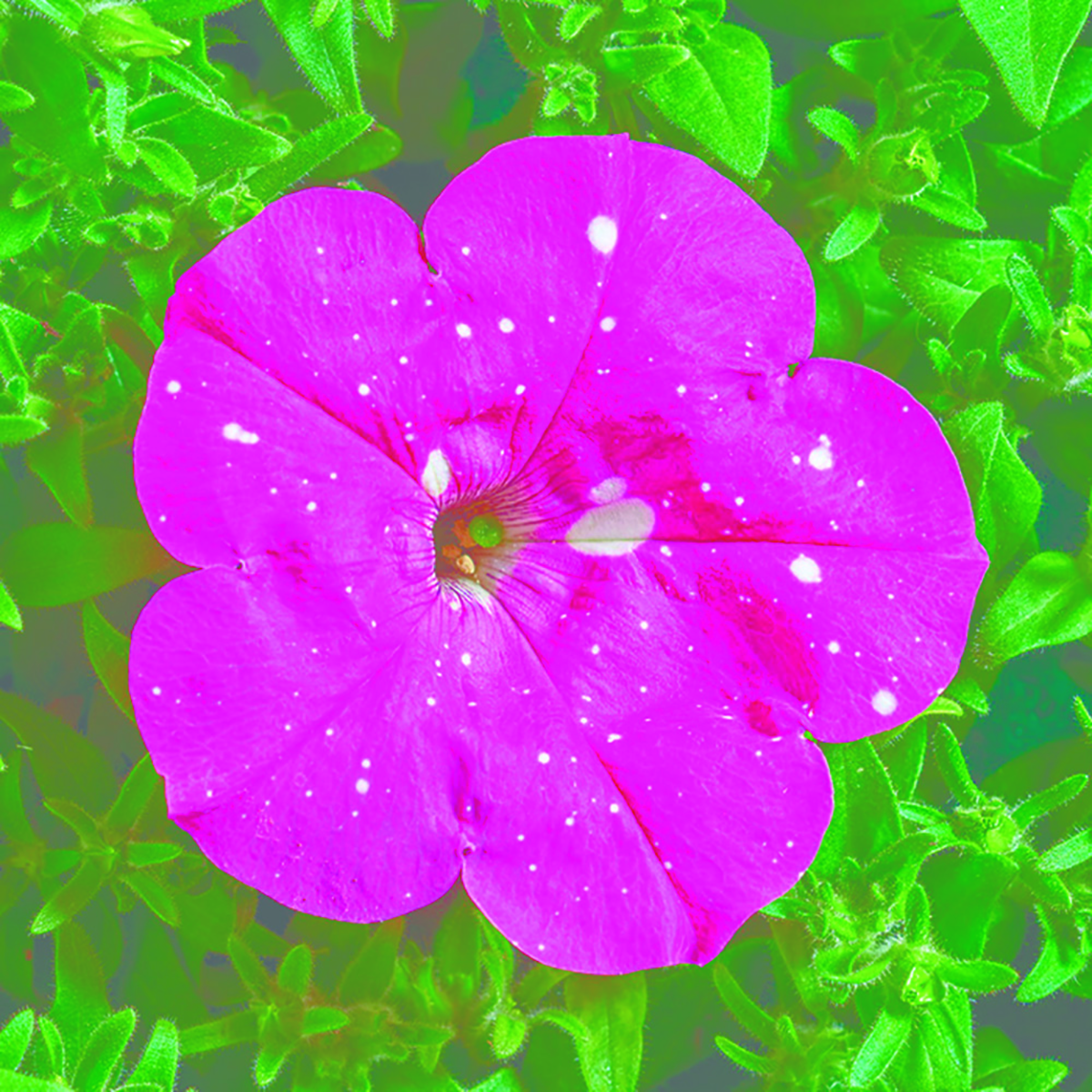 deep-pink-1081250694.webp