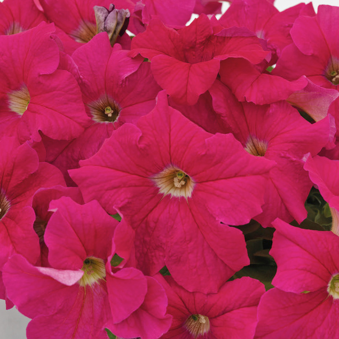 deep-pink-1435970852.webp