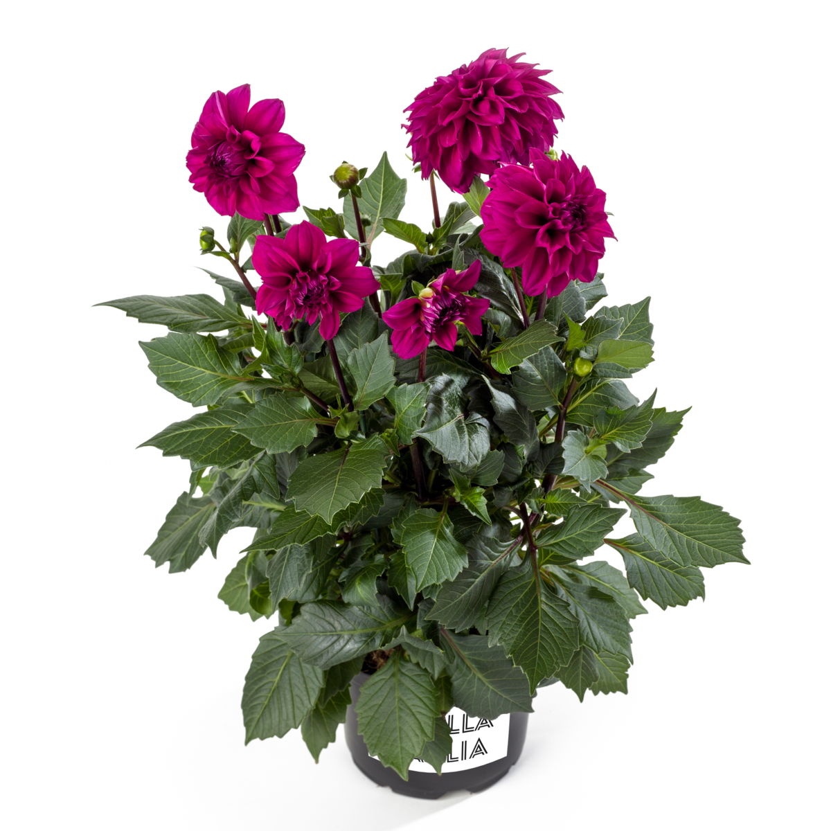 deep-pink-1771521161.webp