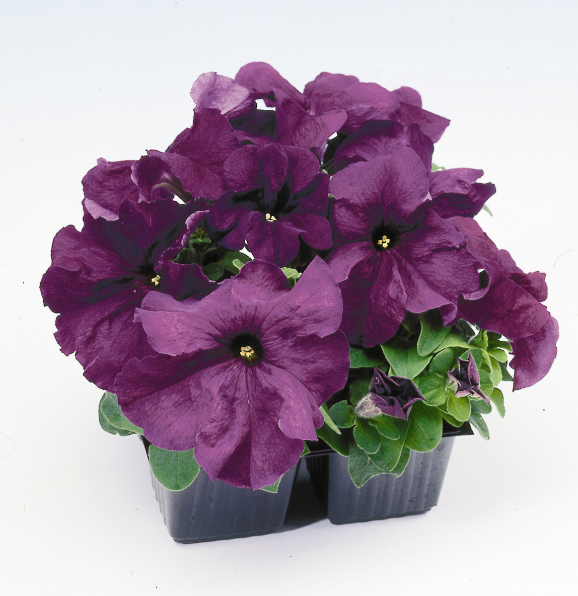 deep-purple-gp-2260408421.webp