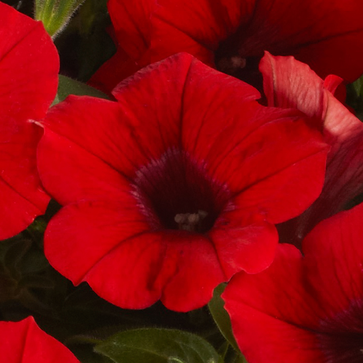 deep-red-3332349439.webp