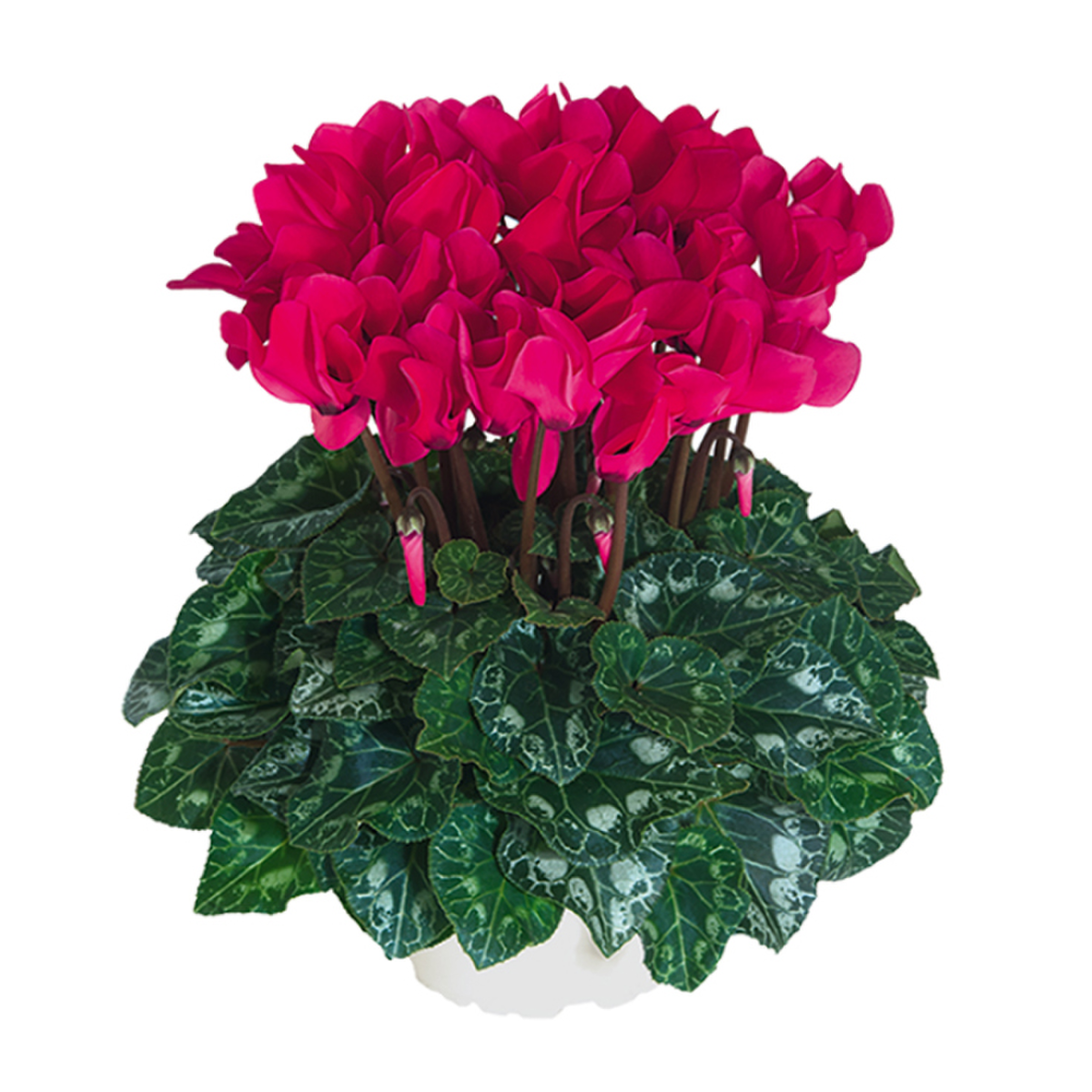 deep-rose-1236597015.webp