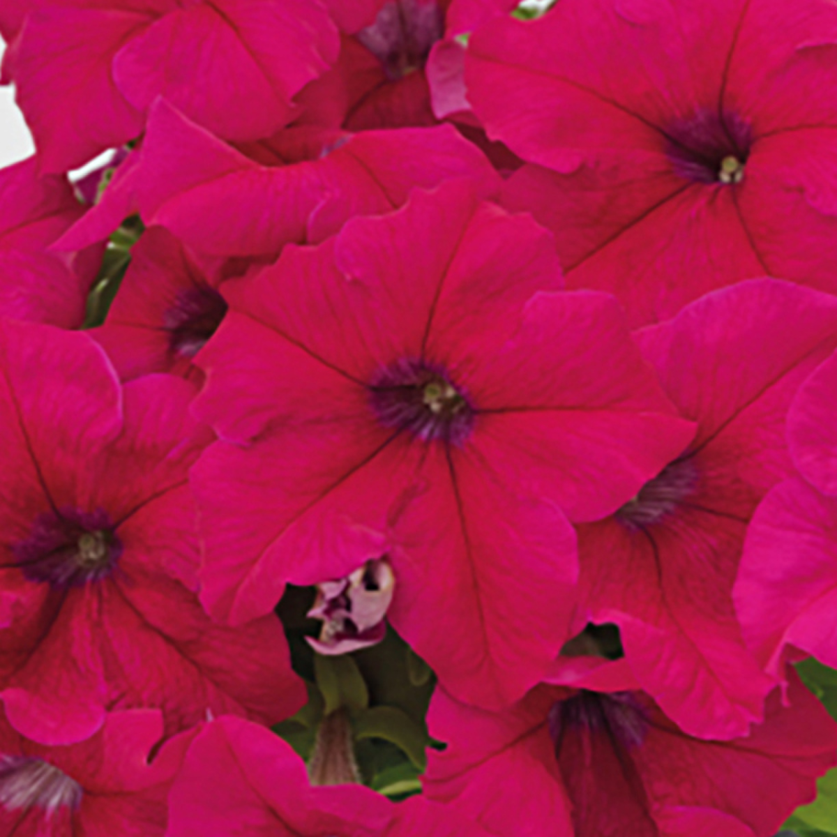 deep-rose-2686607505.webp