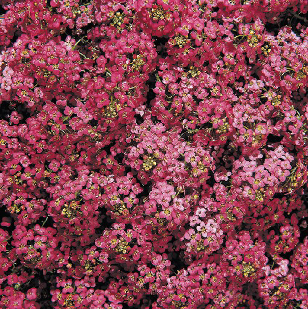 deep-rose-3205420063.webp