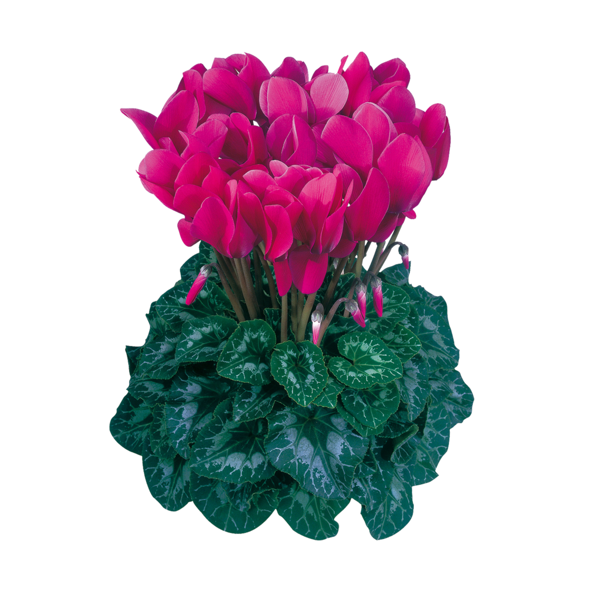 dhiva-violet-fonce-2695-1379285388.webp