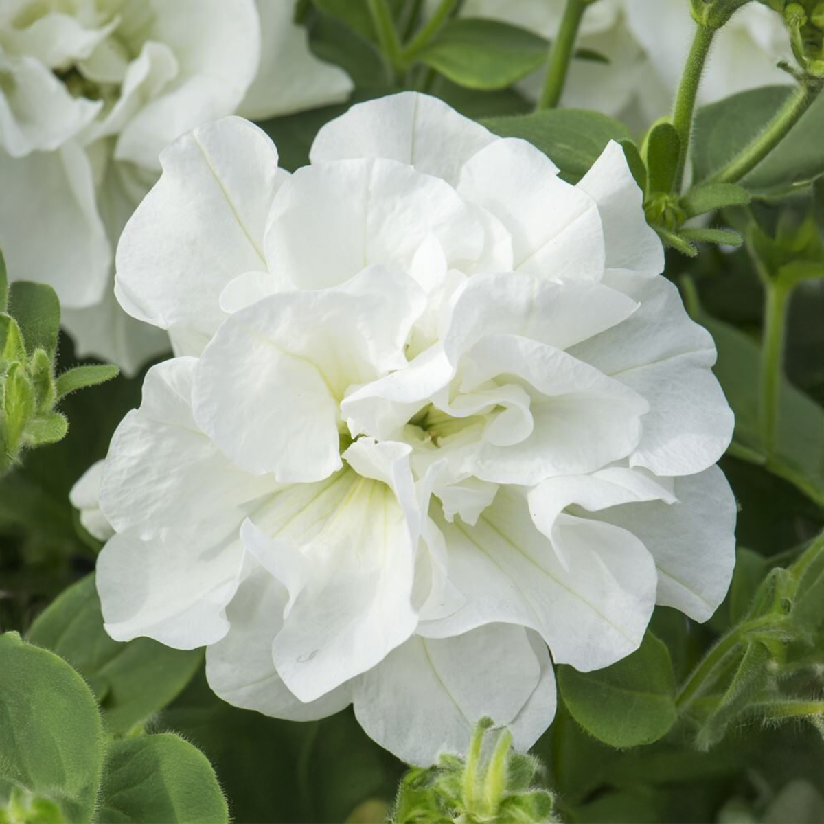 diana-4060416298.webp