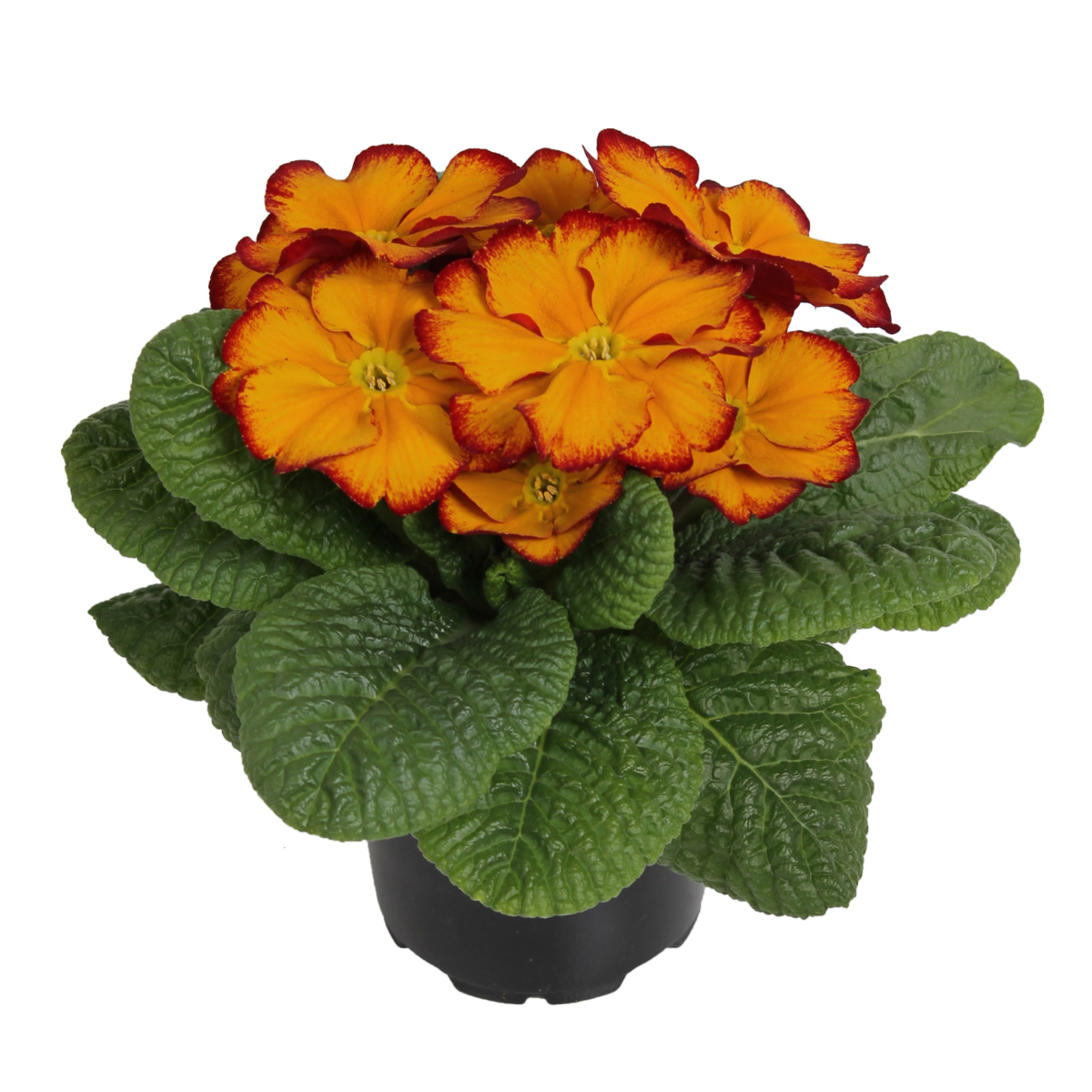 elcora-red-3304930674.webp