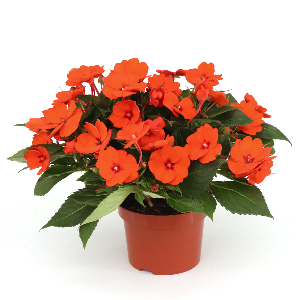 electric-orange-1811872565.webp