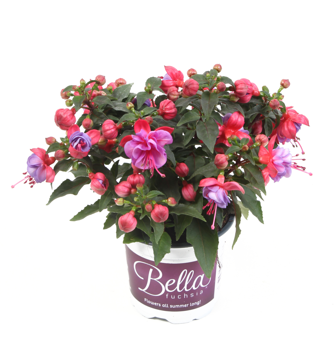 ella-3678827371.webp