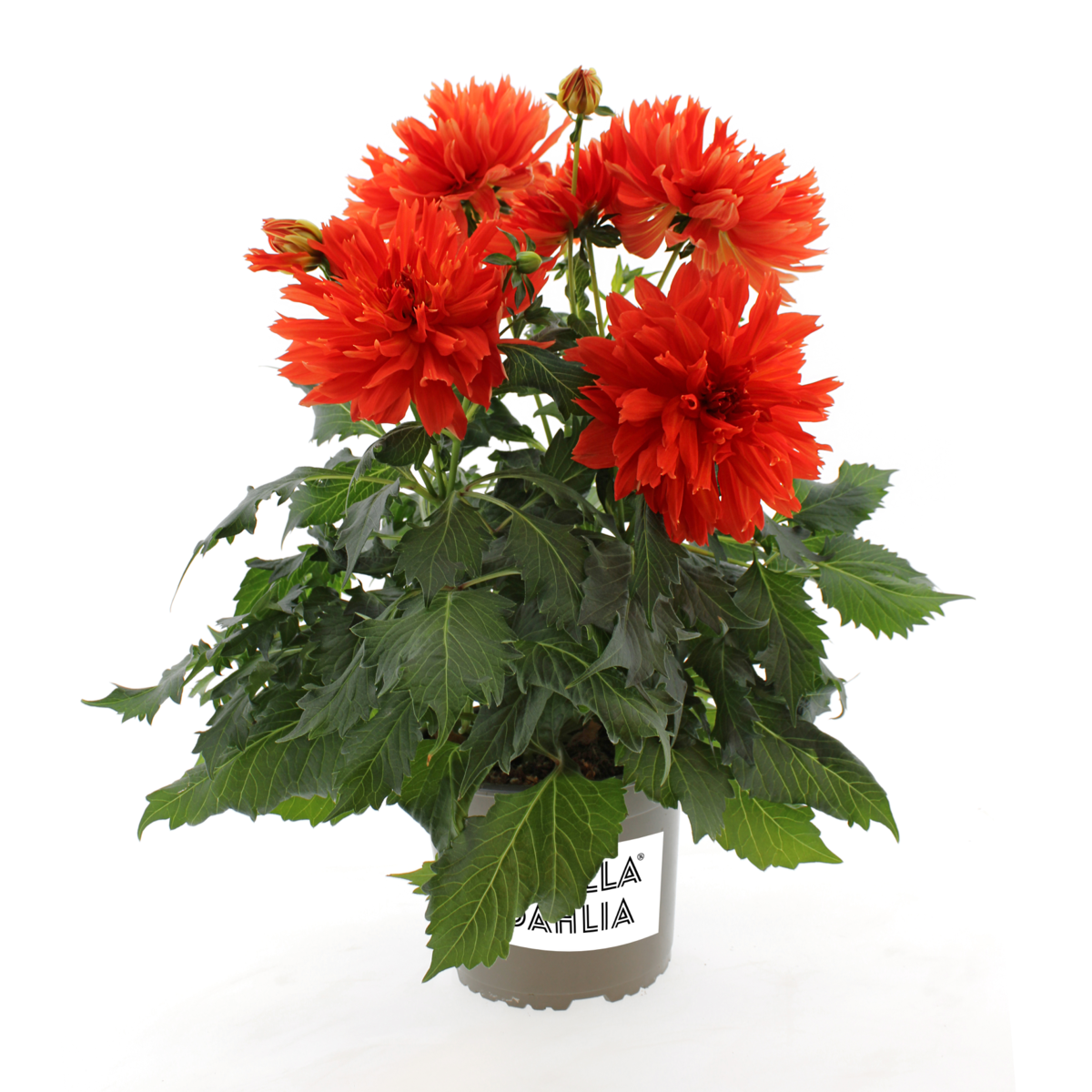 elmo-ruffle-daxx-3974-2381871421.webp