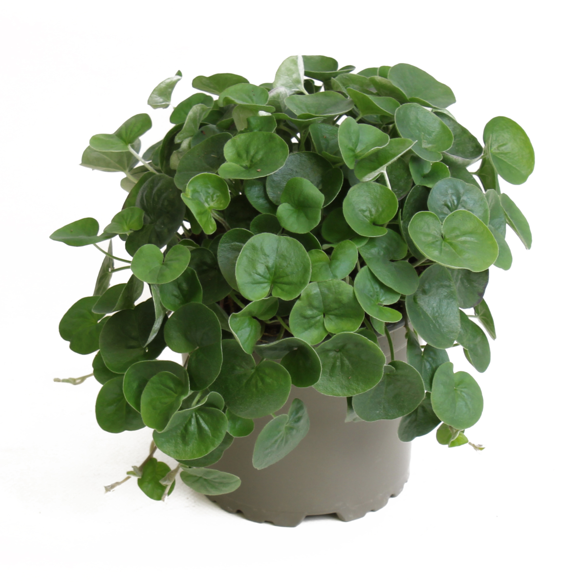 emerald-falls-41507613.webp