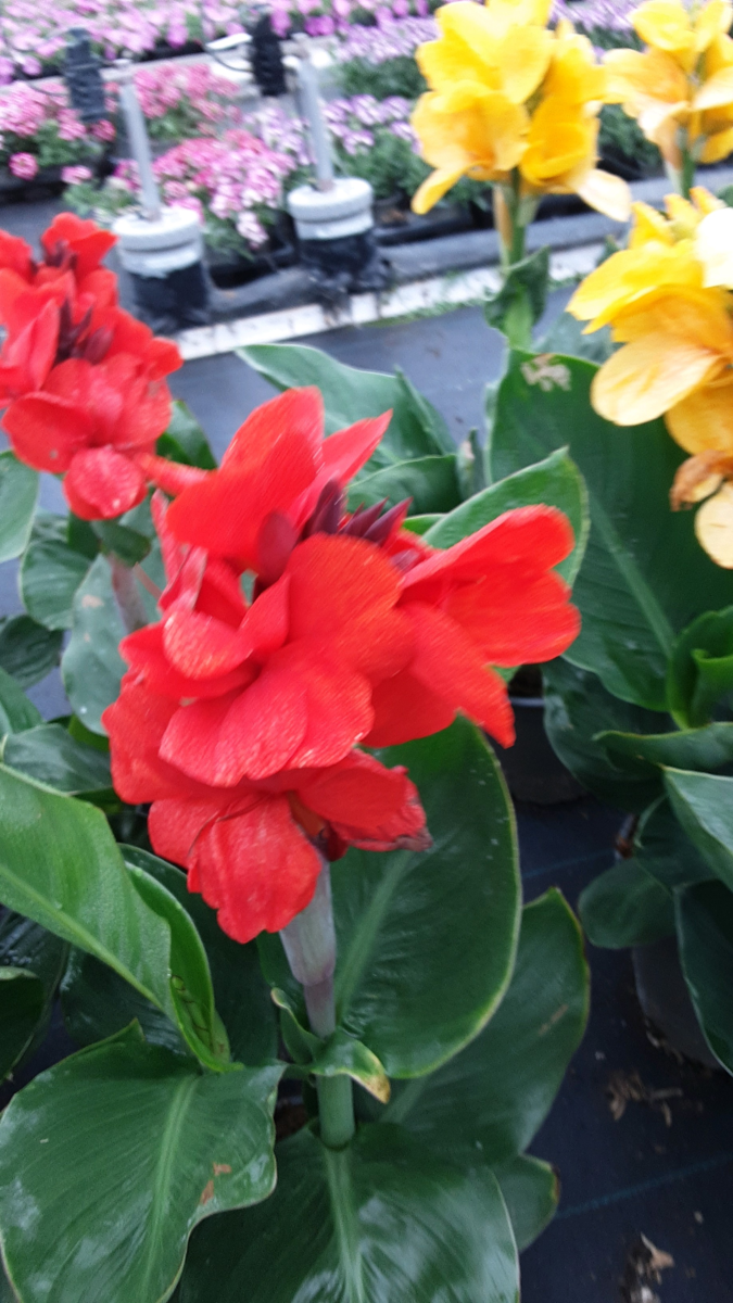 emma-3290041301.webp