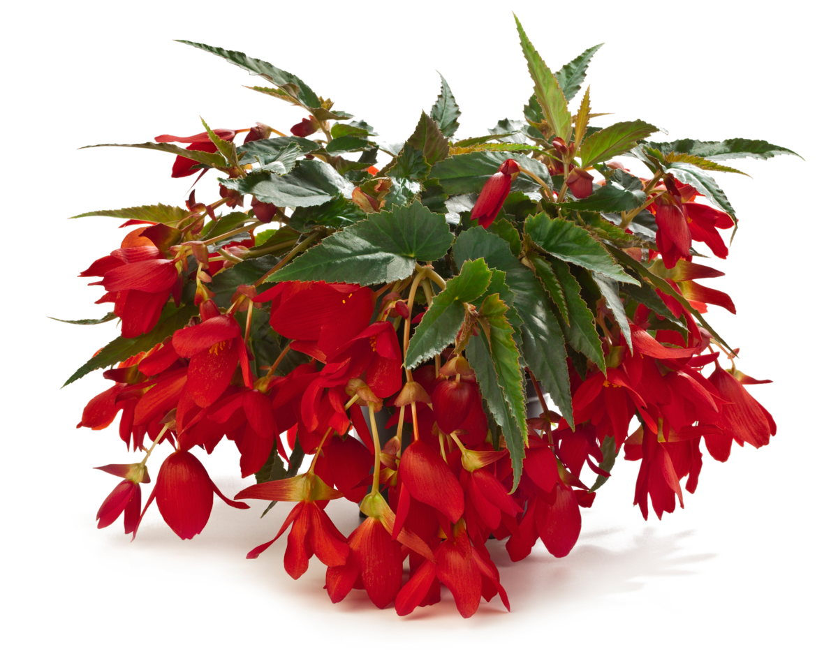 encanto-red-3921438096.webp