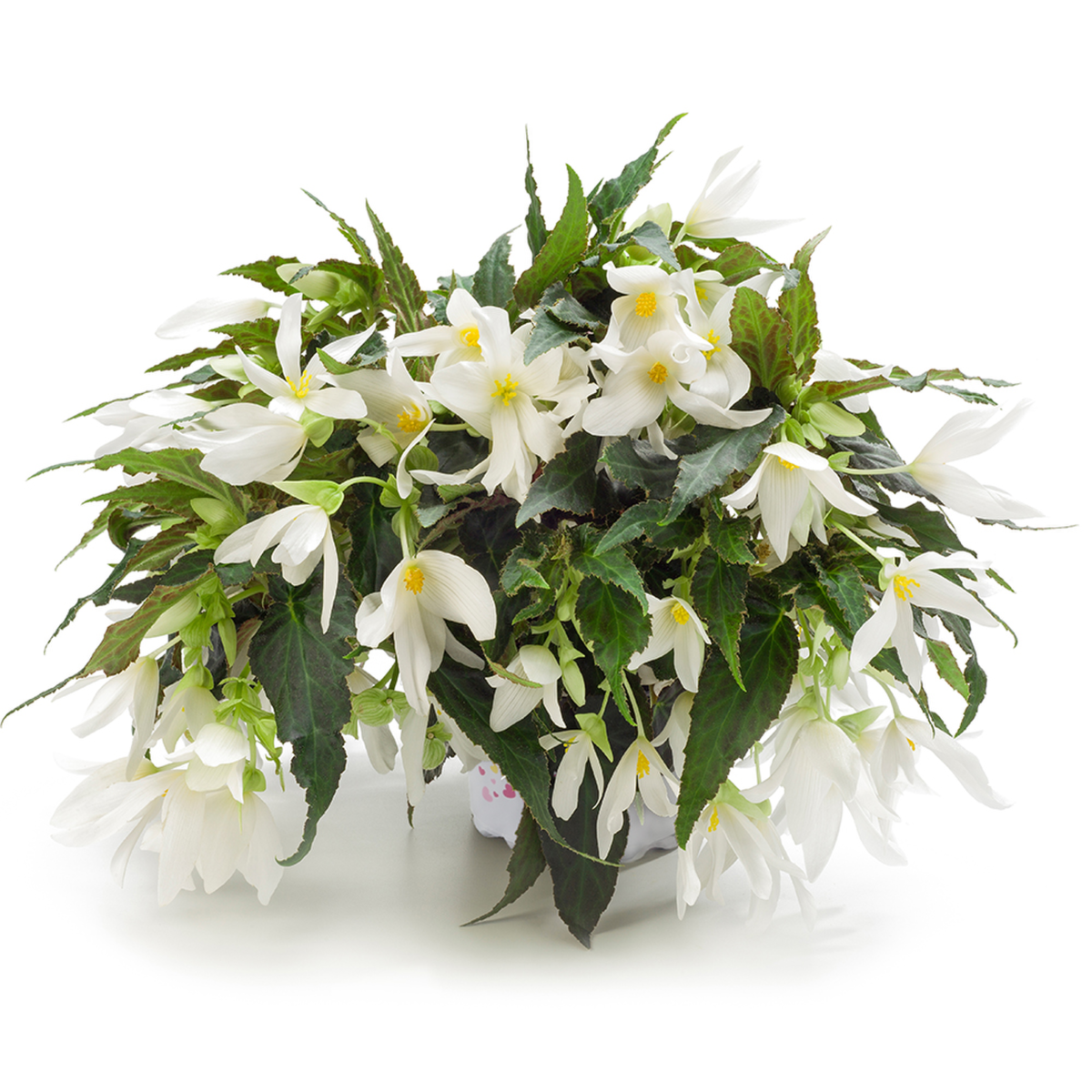 encanto-white-blush-948421862.webp