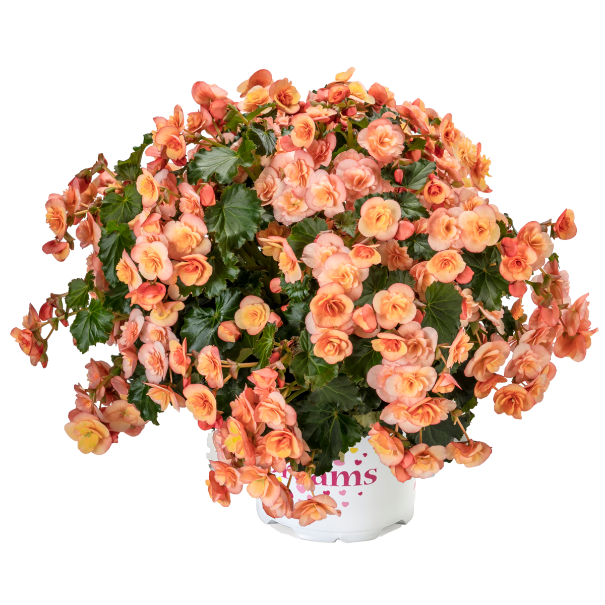 esmay-peach-3757479060.webp