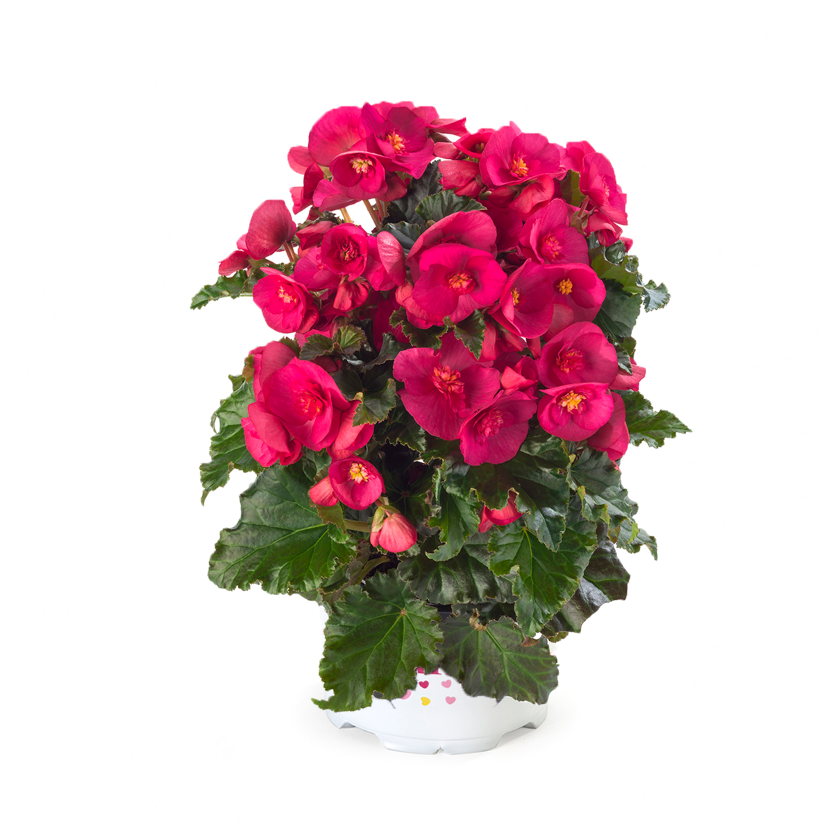evi-bright-pink-845214276.webp