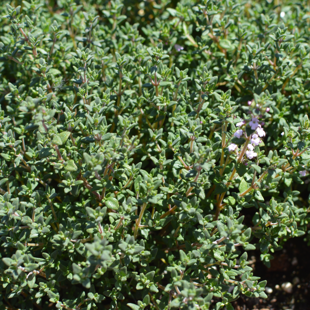faustini-3764616588.webp