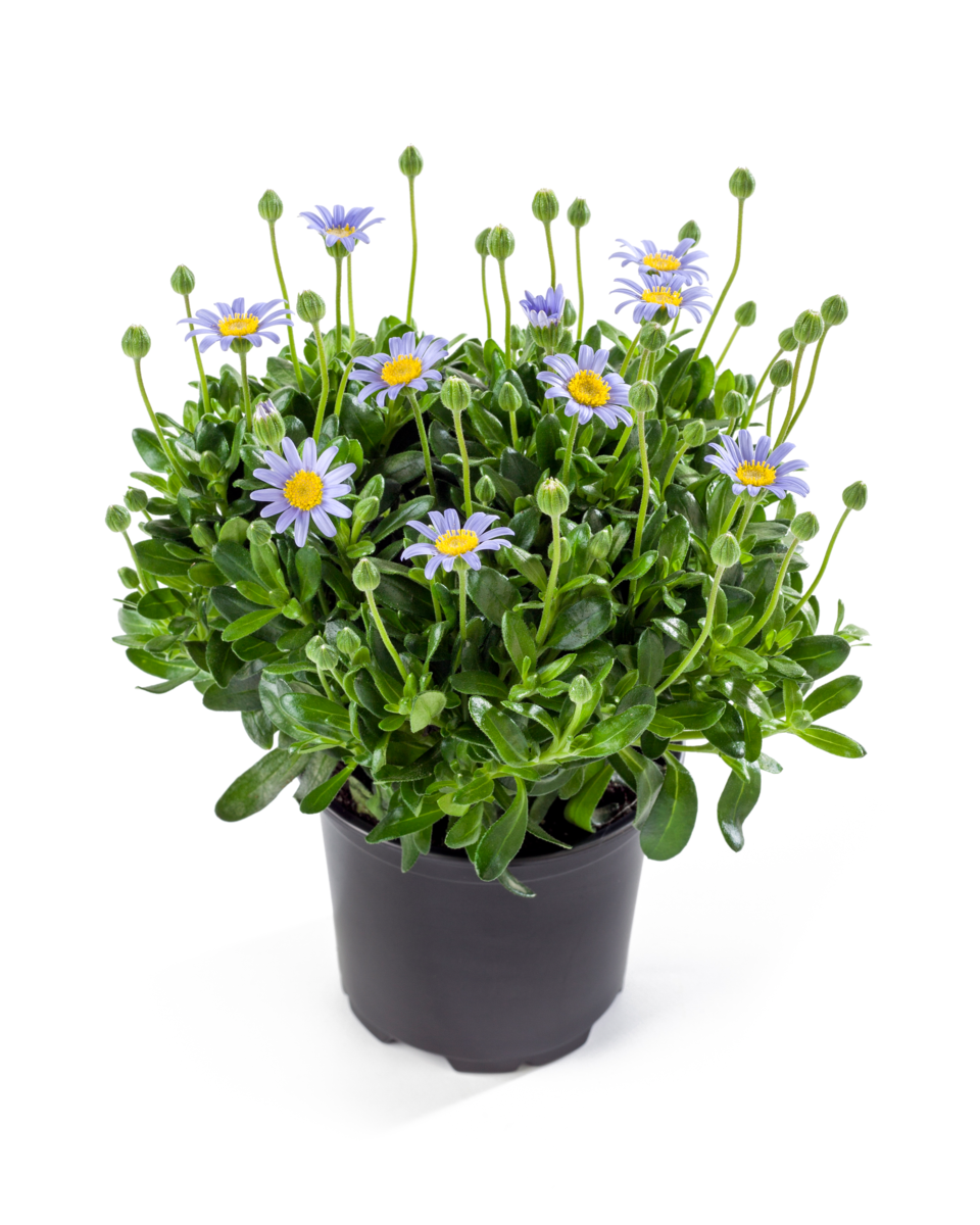 felicitara-r-blue-2040278375.webp