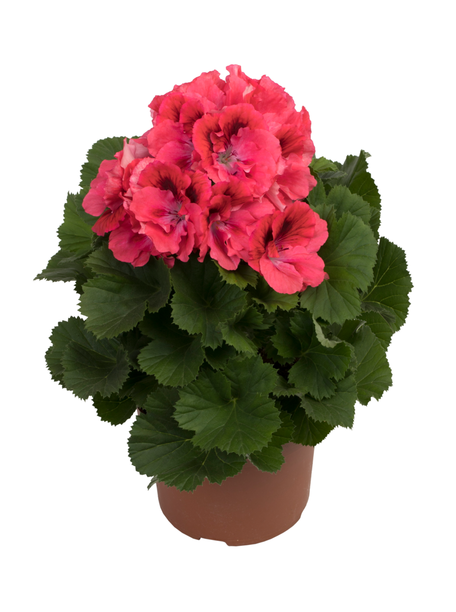 femke-2773599146.webp