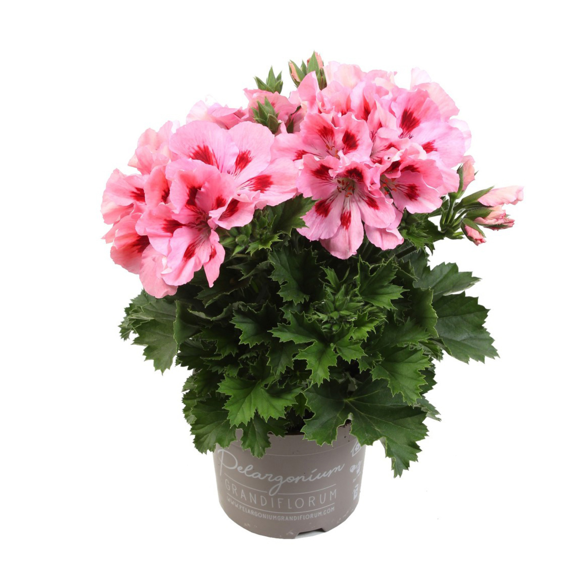 fenna-389825640.webp