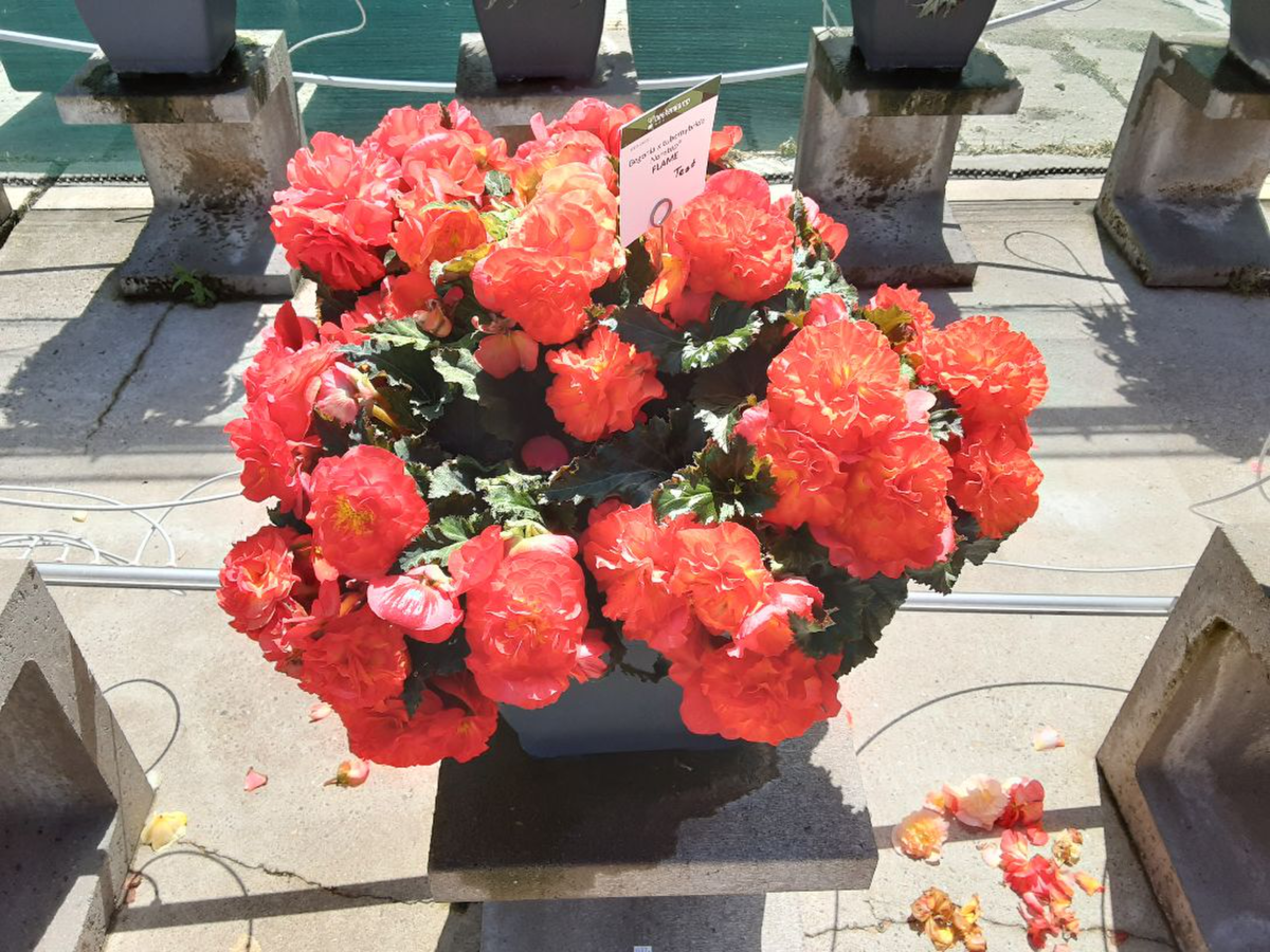 flame-3056750235.webp