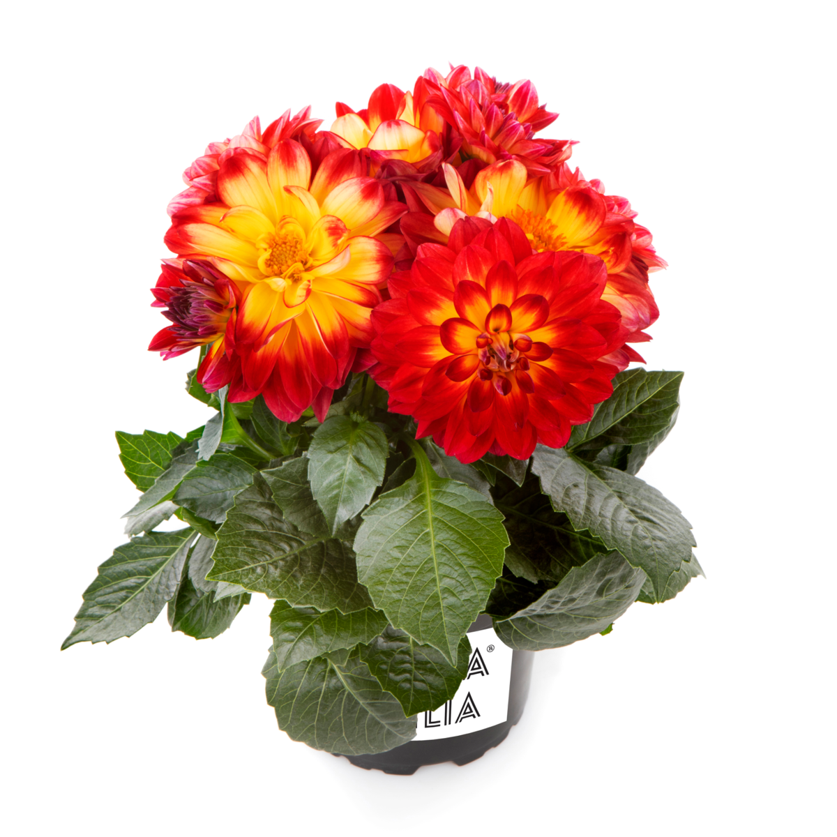 flame-380487323.webp