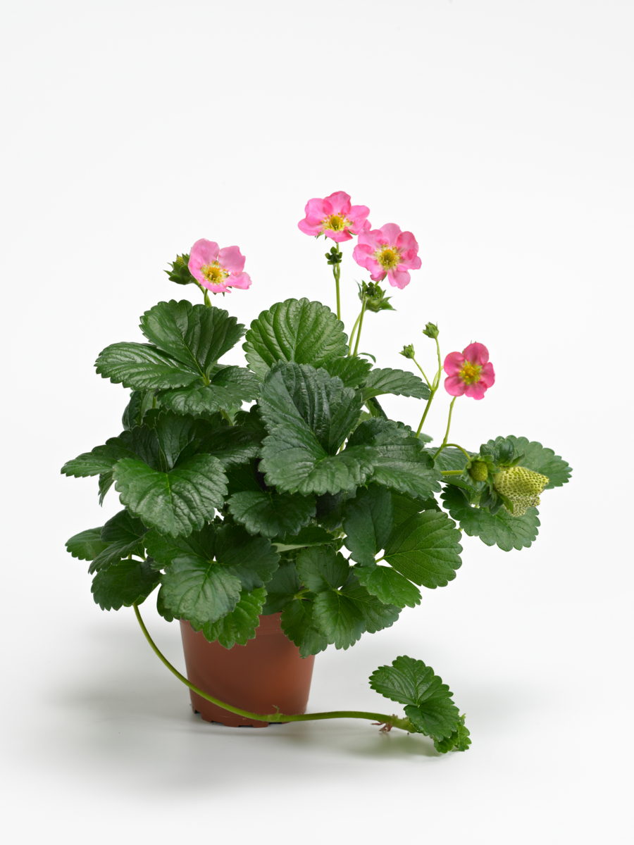 frisan-3850933317.webp