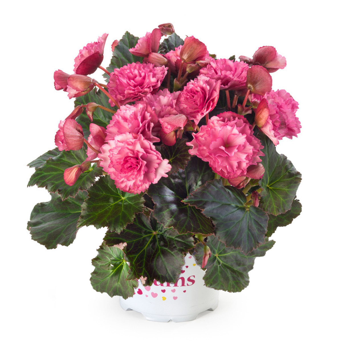 frivola-pink-3274675591.webp