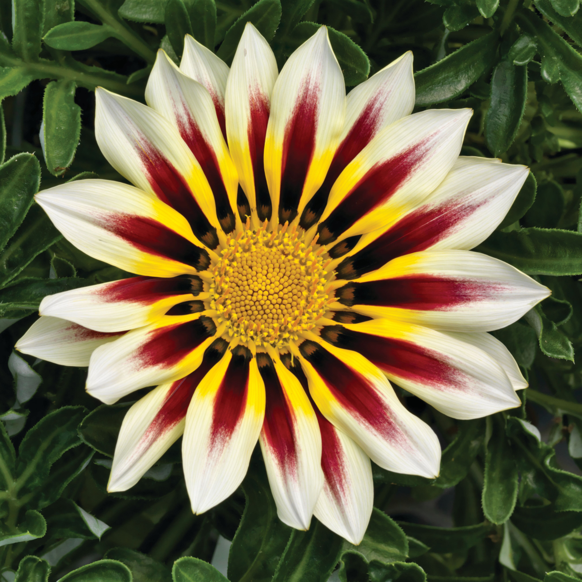 frosty-white-flame-3065411197.webp