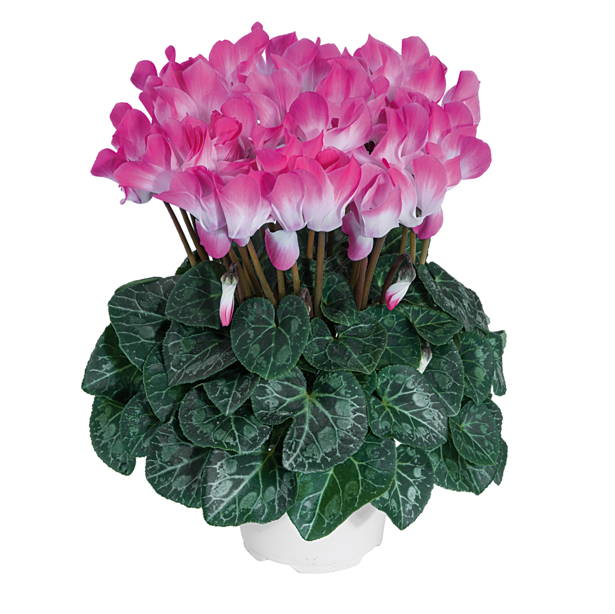 fuchsia-53070-1726293518.webp