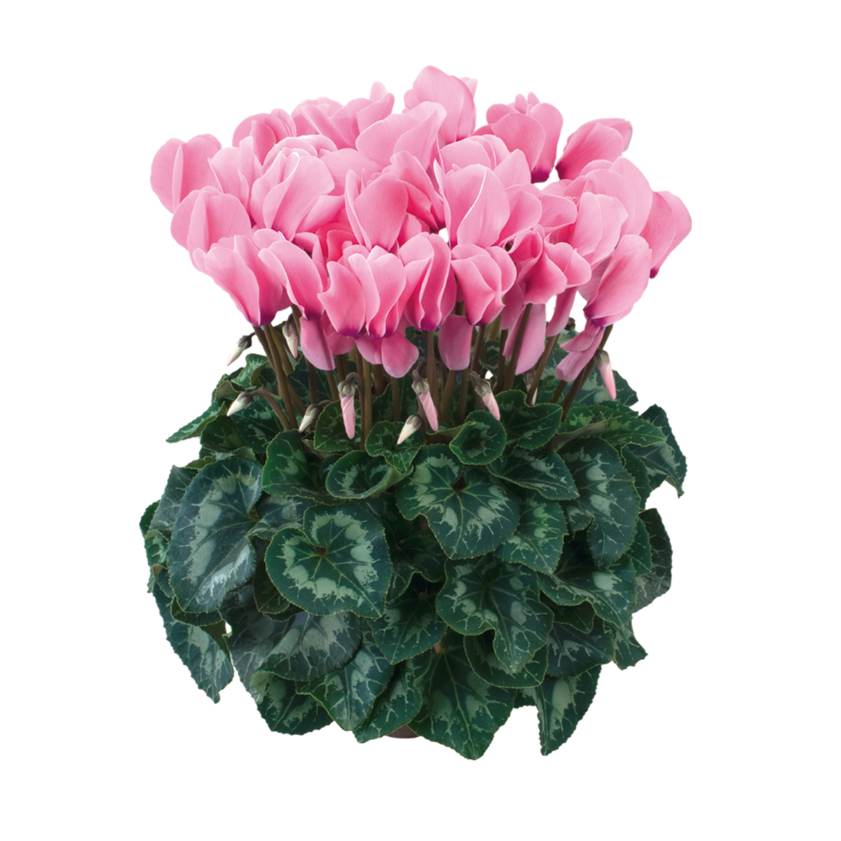 fuchsia-clair-2081-1984320874.webp