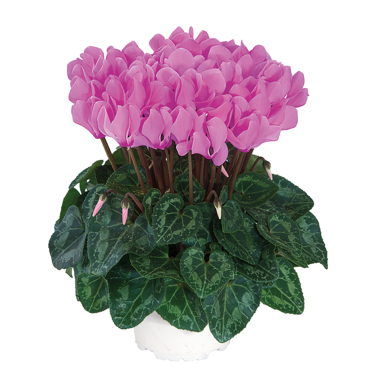 fuchsia-clair-exp-4081-2412656155.webp
