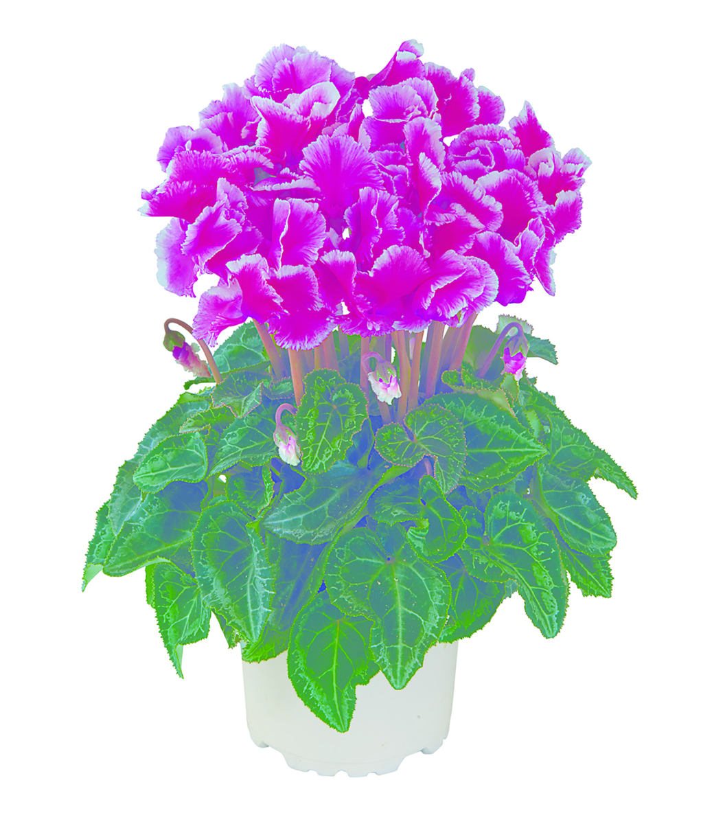 fuchsia-exp-45470-1145023963.webp