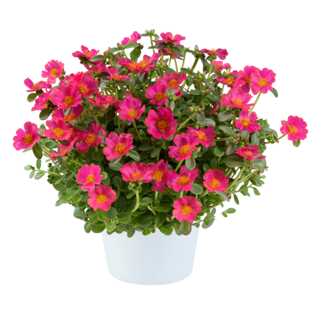 fuchsia-imp-254387614.webp