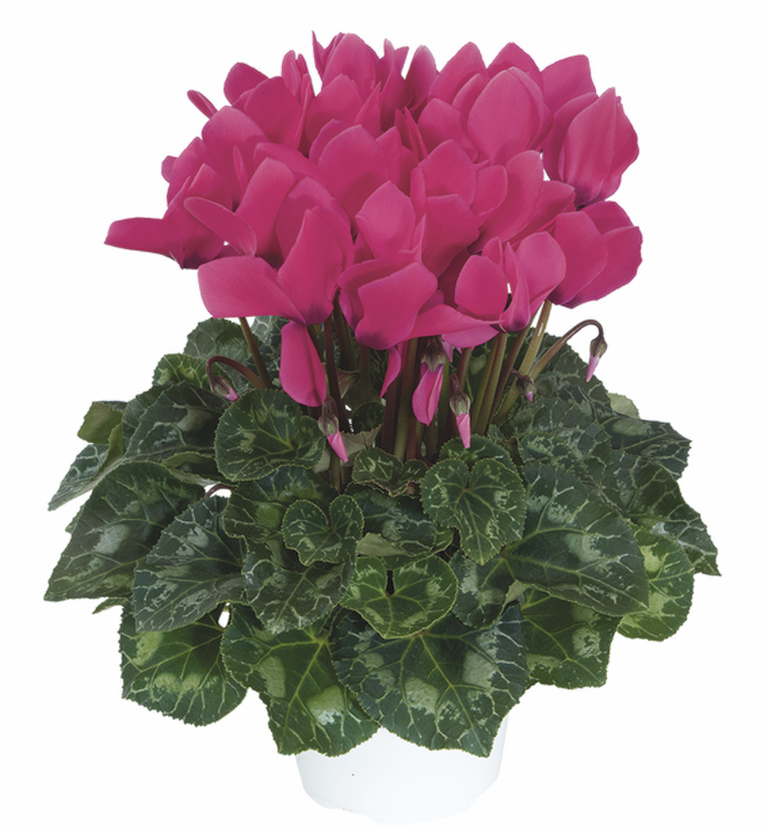 fuchsia-neon-1077-1783878088.webp