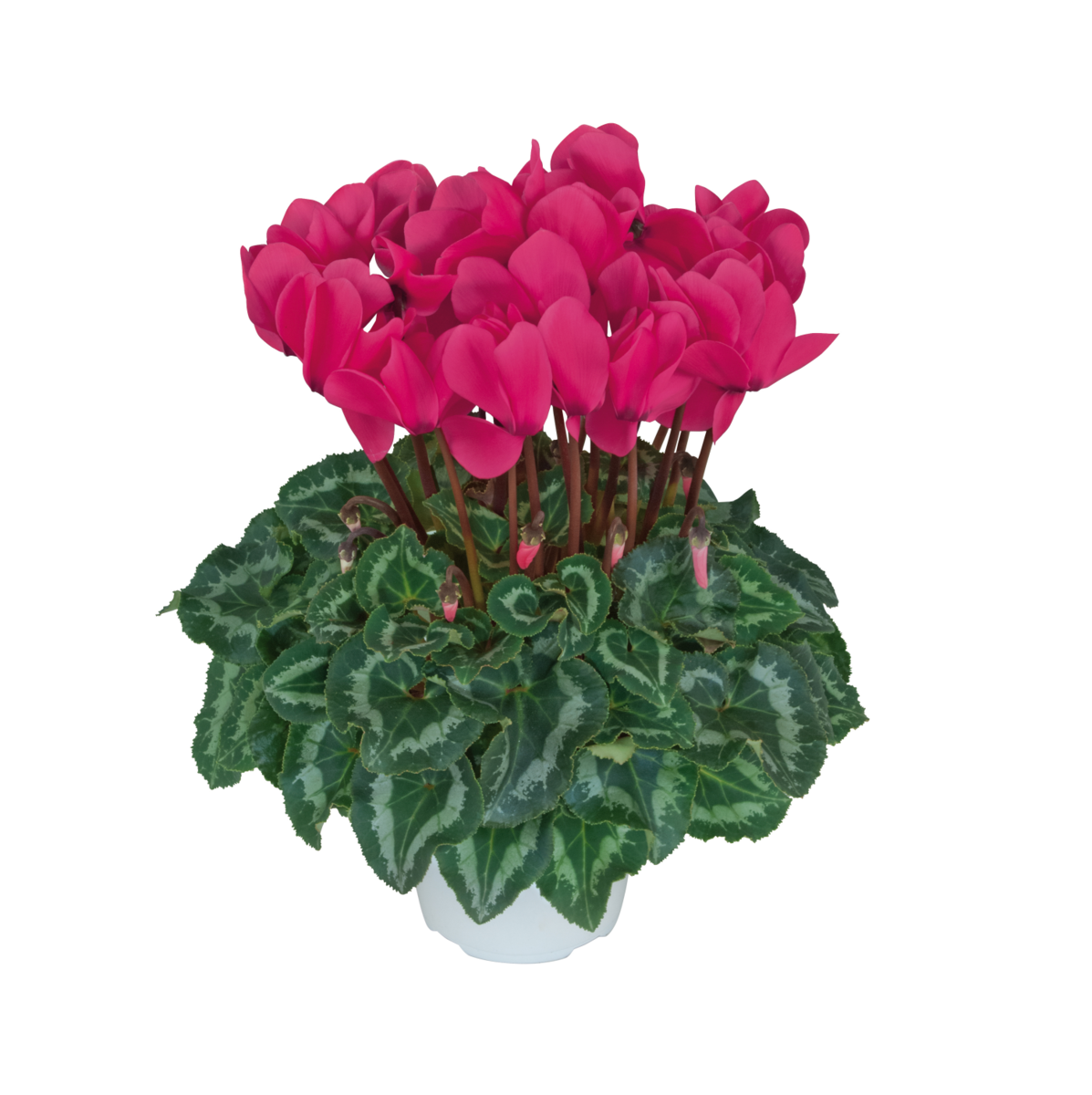 fuchsia-neon-2077-1773590397.webp